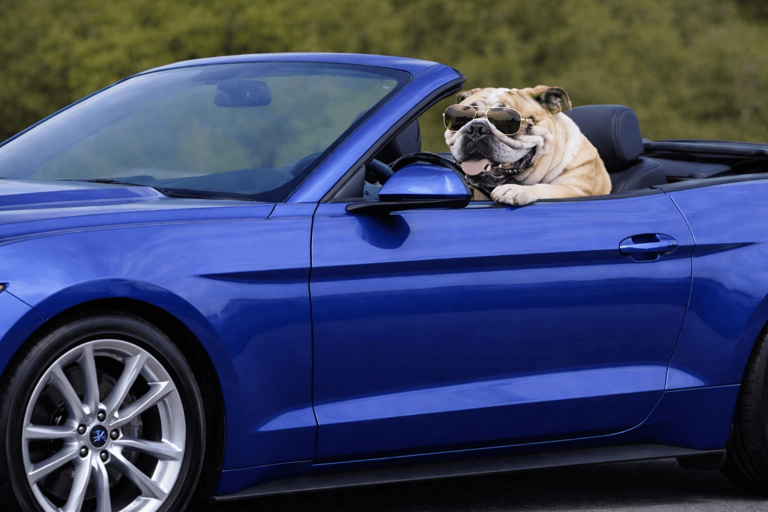 A bulldog wearing sunglasses sits in the driver's seat of a blue convertible car with the top down.
